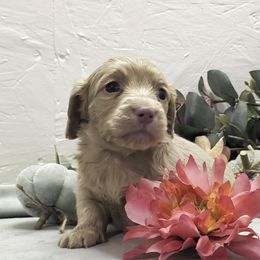 Girl 2 - Cream female Dachshund puppy in Mt. Sterling, Illinois from Doxie Do's