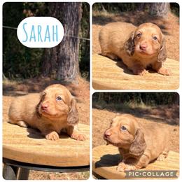 Sarah - Red female Dachshund puppy in Bald Knob, Arkansas from Victoria’s Dachshunds