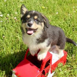 Anastasia (2600) - White and black female Pembroke Welsh Corgi puppy in Valley, Washington from Corgis of the Mountain Valley