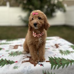 Autumn - Red  female Goldendoodle puppy in Apopka, Florida from Rae Precious Puppies