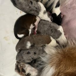 Collie Puppies from Jolly Collies