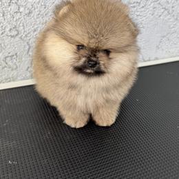 Pomeranian Puppies from Uniquepombabies