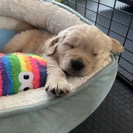 Golden Retriever Puppies from Golden Hour Golden Retrievers