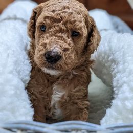 Aussiedoodle, Cavapoo, and Poodle Puppies from Robin's Nest Farm
