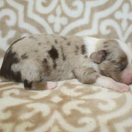 Sandy - Red merle female Miniature Australian Shepherd puppy in Licking, Missouri from Burnett Aussies