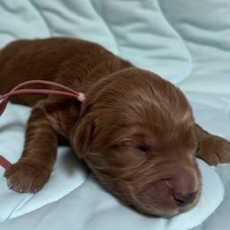 Hope - Red  female Goldendoodle puppy in Placerville, California from New Dawn Poodles and Doodles