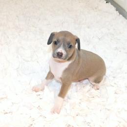 Yasmin's Male 2 - Blue fawn male Italian Greyhound puppy in Sparta Tn And Caryville Fl, Tennessee from Summerwind Kennel