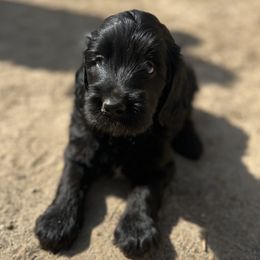 Goldendoodles from Hellodoodlez