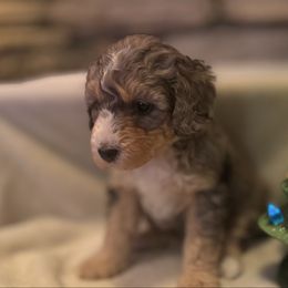 Girl 1 - Tri-color female Bernedoodle puppy in Montrose, Michigan from Livy’s Doodles
