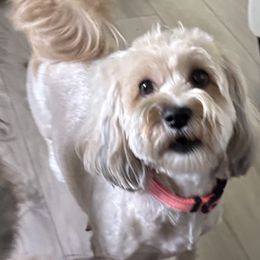 Molly - Havanese