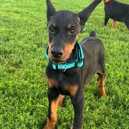 Eden - Black and rust female Doberman Pinscher puppy in Aredale, Iowa from Royal Dynasty Dobermann Kennel