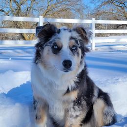 Daisy Sue - Miniature Australian Shepherd