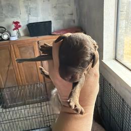Charcoal - Chocolate male Goldendoodle puppy in Arlington, Texas from Chambers Doodle Patch