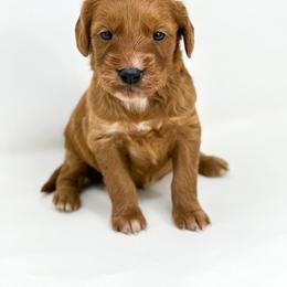 INDY - Red  female Goldendoodle puppy in Davison, Michigan from Dreaming Doodles
