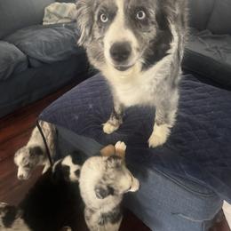 Australian Shepherd and Miniature Australian Shepherd Puppies from Fairfax Aussies