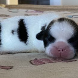 Boy 1 - Shih Tzu puppy in Terrebonne, Oregon from Jazzie Shih Tzu