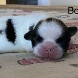 Boy 1 - Shih Tzu puppy in Terrebonne, Oregon from Jazzie Shih Tzu