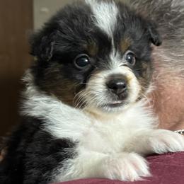 Smalls - Black tri male Miniature American Shepherd puppy in Estacada, Oregon from Malachi Kennels