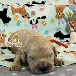 5th pick - Light golden female Golden Retriever puppy in Monroe, Tennessee from Dale Hollow Goldens