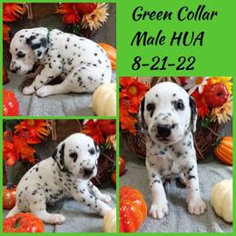 Green Boy HUA - Dalmatian puppy from Mid-Michigan Dalmatians