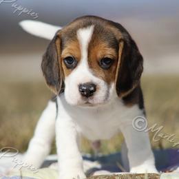 AKC 'Boomer' - Black tan and white male Beagle puppy in Lamar, Missouri from Marti Acres ~ Boston Terrier & Beagles