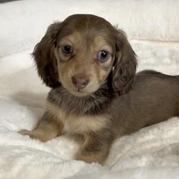 Deja's Chocolate Based Shaded Cream Girl - Cream female Dachshund puppy in Kalama, Washington from Dazzling Doxies