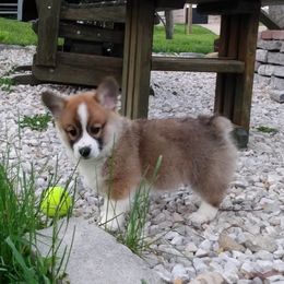 Pembroke Welsh Corgi Puppies from Princess Zelda Corgis