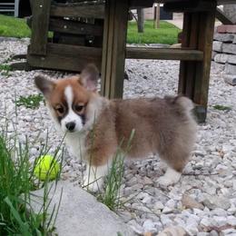 Pembroke Welsh Corgi Puppies from Princess Zelda Corgis
