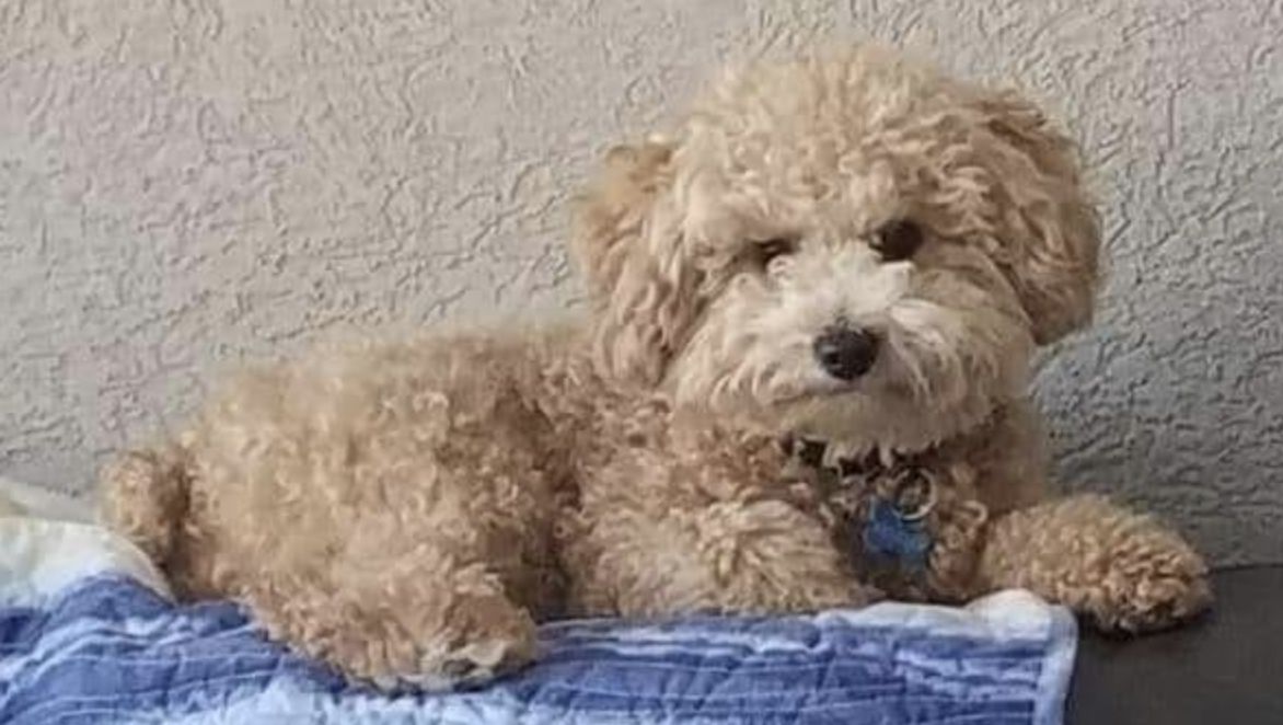 Karen's Micro Mini Goldendoodles in Kentucky Goldendoodle puppies Good Dog