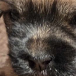 Havanese from Karol's Havanese