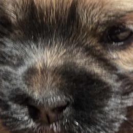 Havanese from Karol's Havanese