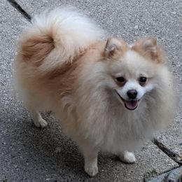 Rocky - Pomeranian