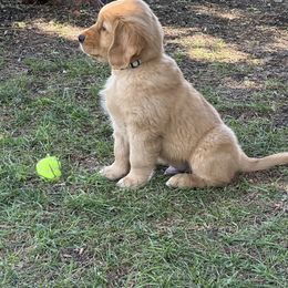 Golden Retriever Puppies from Gail’s Goldens