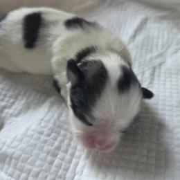 Japanese Chin Puppies from Chincredible Puppies