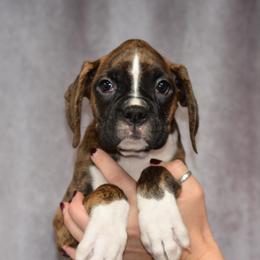 Elphaba - Brindle female Boxer puppy in Forest City, Iowa from Mt Valley Boxers
