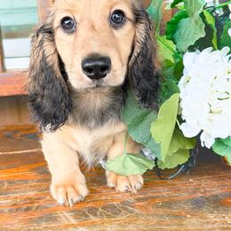 Ranger 3750 - Cream male Dachshund puppy in Sylvania, Alabama from Yancey’s Doxies