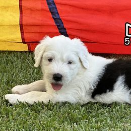 Dorey - Sheepadoodle puppy in California from Sheepadoodles of Orange County