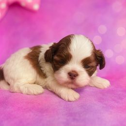 Shih Tzu Puppies from Shih Tzu snuggles
