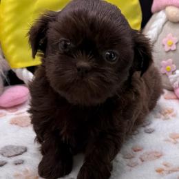 Carter - Chocolate male Shih Tzu puppy in Stafford, Virginia from Bayview Pups