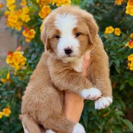 Strawberry - Red female Bernedoodle puppy in Gilbert, Arizona from 5280 Bernedoodles