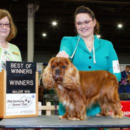 Ruger - Cavalier King Charles Spaniel