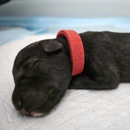 Boy 2 - male Miniature Schnauzer puppy in Hurst, Texas from SSPuppy - Sophisticated Schnauzers