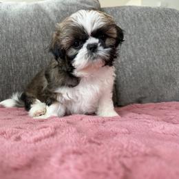 Peanut - Black gold and white male Shih Tzu puppy in Bakersfield, California from Little pumpkin Shih Tzu’s