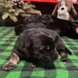 Leon - Black and red male German Shepherd puppy in Charlottesville, Virginia from AB_Elite_GSD