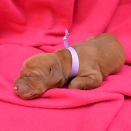 Vizsla Puppies from Summit Vizsla (we can deliver to you)