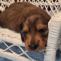 Tia - Red female Dachshund puppy in Youngsville, Louisiana from Dandy Dachshund