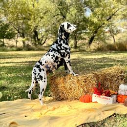 Dalmatian puppies from KC Dalmatians