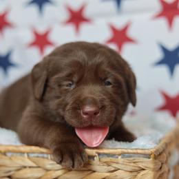 Cash - Chocolate male Labrador Retriever puppy in Williamston, South Carolina from Dutton Dog Co & Dalla Grazia Doberman