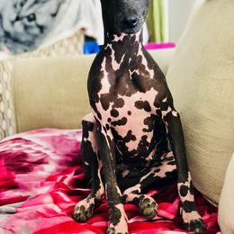 Xoloitzcuintli from Elegancia Vintage Xoloitzcuintle