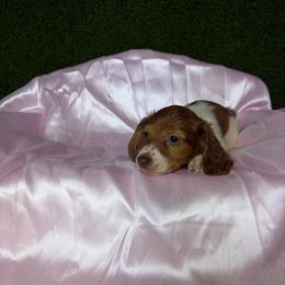 Becky - Piebald female Dachshund puppy in Lake City, Florida from My Ditzy Doxies of Florida